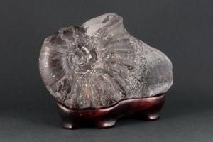 鑑賞石　アンモナイト　化石 アンモナイト(ドゥビレイセラス)化石 117g｜天然石 原石 通販 キラリ石