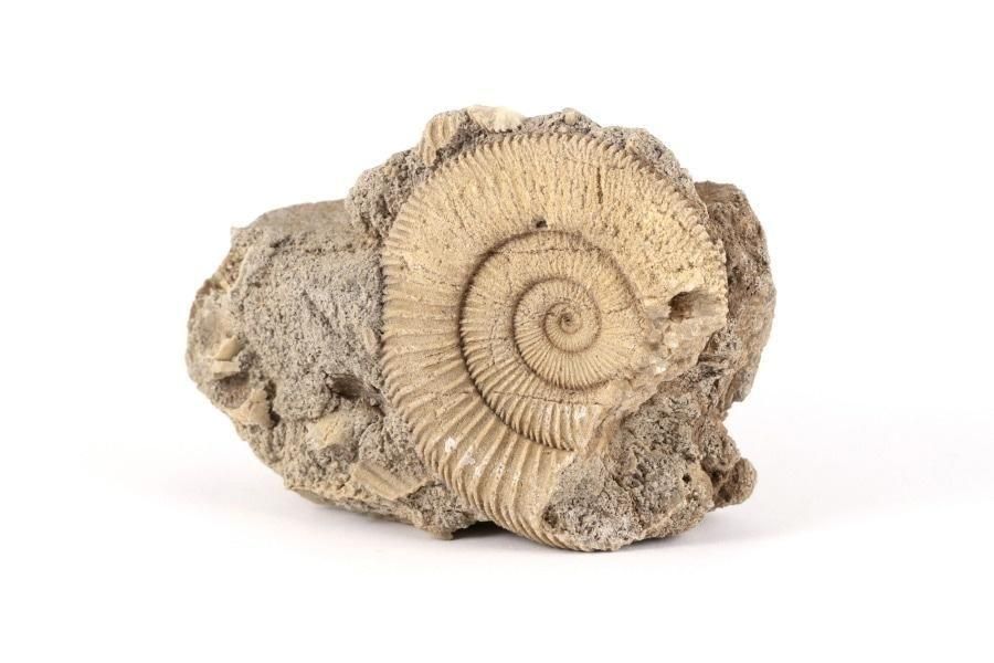 ƥꥪ饹 ʥȲ 110g  ᥤ