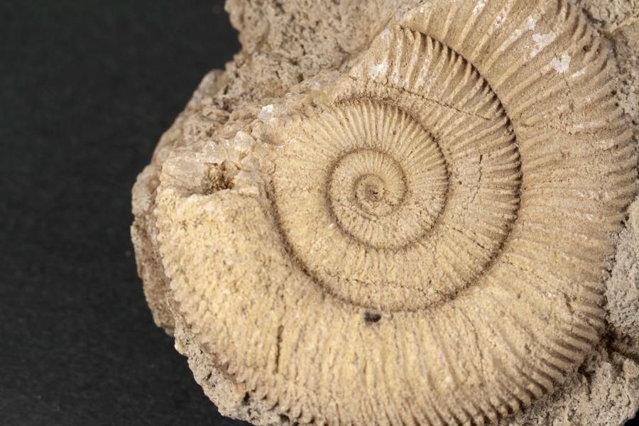 ƥꥪ饹 ʥȲ 110g  - ¾2