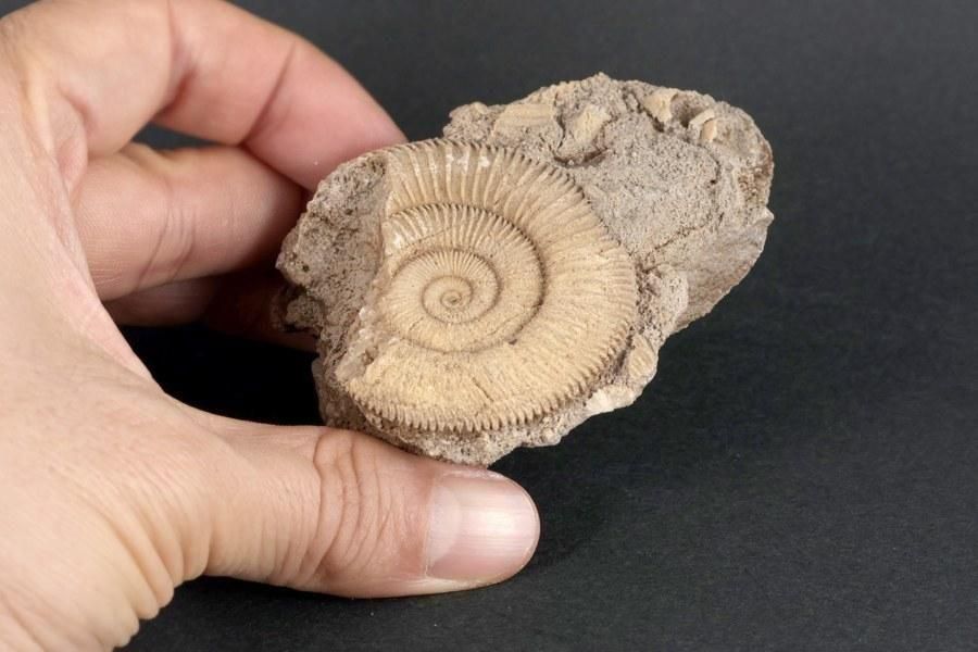 ƥꥪ饹 ʥȲ 110g  - ¾3