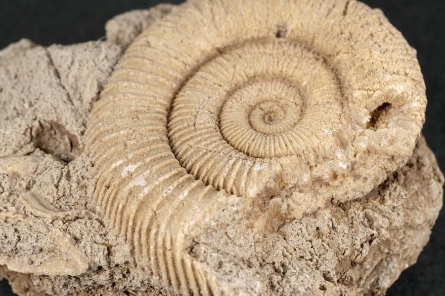 ダクティリオセラス アンモナイト化石 110g｜化石 通販 キラリ石