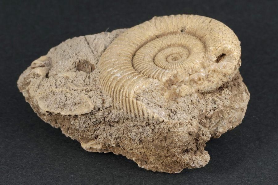 ƥꥪ饹 ʥȲ 110g  - ¾6