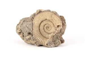 ƥꥪ饹 ʥȲ 110g<img class='new_mark_img2' src='https://img.shop-pro.jp/img/new/icons15.gif' style='border:none;display:inline;margin:0px;padding:0px;width:auto;' />ξʲ