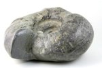 アンモナイト 化石 4.1kg