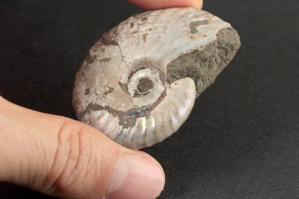 アンモナイト 化石 41.0g｜天然石 原石 通販 キラリ石