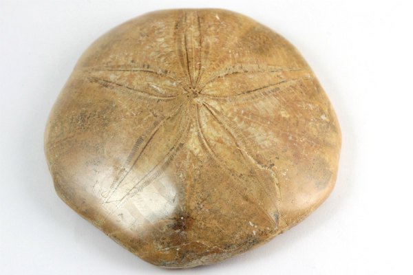 ウニ (タコノマクラ) 化石 160g