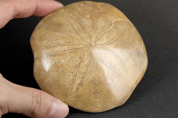 ウニ (タコノマクラ) 化石 160g