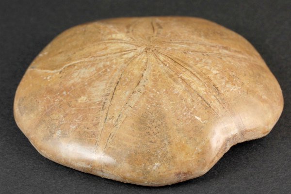 ウニ (タコノマクラ) 化石 205g｜天然石や化石 通販 キラリ石