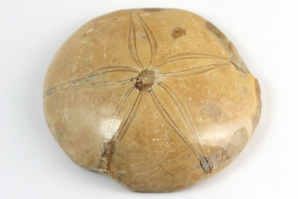 ウニ (タコノマクラ) 化石 144g｜天然石 原石 通販 キラリ石