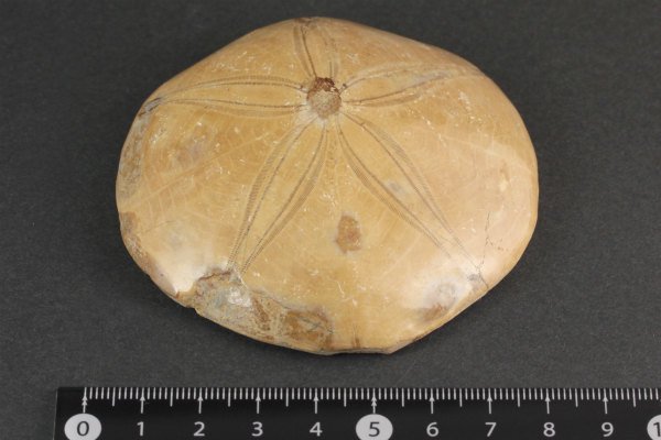 ウニ (タコノマクラ) 化石 135g