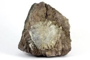 菊花石｜天然石 原石 通販のキラリ石