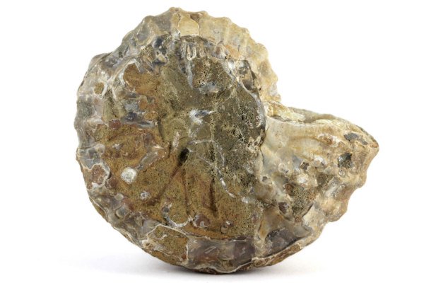アンモナイト(ドゥビレイセラス)化石 165g｜化石 通販 キラリ石