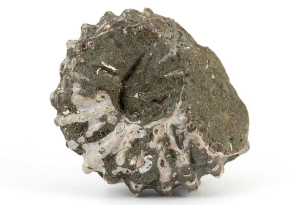 アンモナイト(ドゥビレイセラス)化石 68g｜天然石 原石 通販 キラリ石