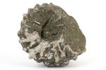 アンモナイト(ドゥビレイセラス)化石 68g