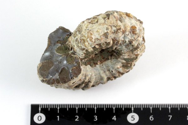 アンモナイト(ドゥビレイセラス)化石 117g｜天然石 原石 通販 キラリ石