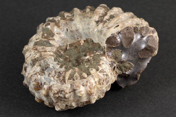 アンモナイト(ドゥビレイセラス)化石 117g｜天然石 原石 通販 キラリ石
