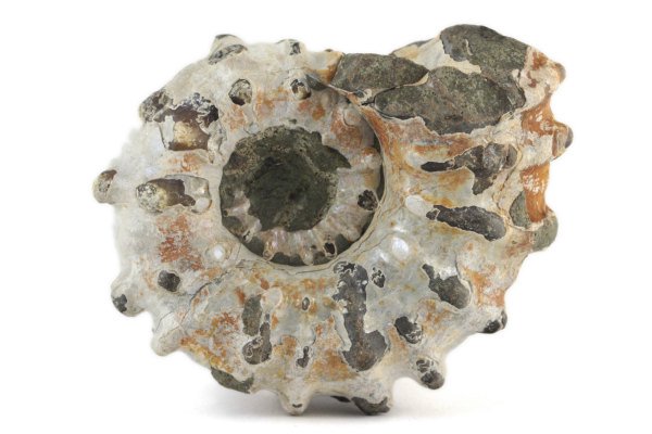 アンモナイト(ドゥビレイセラス)化石 94g｜化石 通販 キラリ石