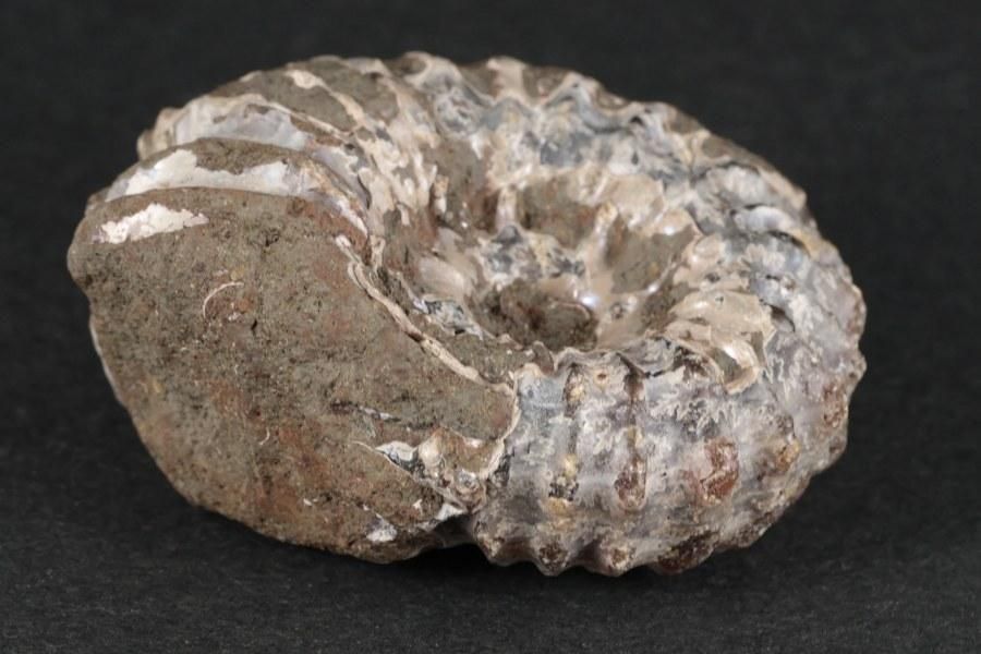 化石 8500万年前のエビの化石、ペルーのアマゾン源流で発見 写真1枚 国際