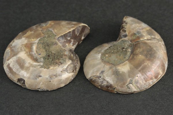 k729　アンモナイト石　化石