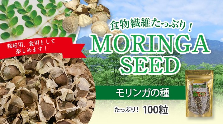 MORINGA SEED　モリンガの種（100粒）