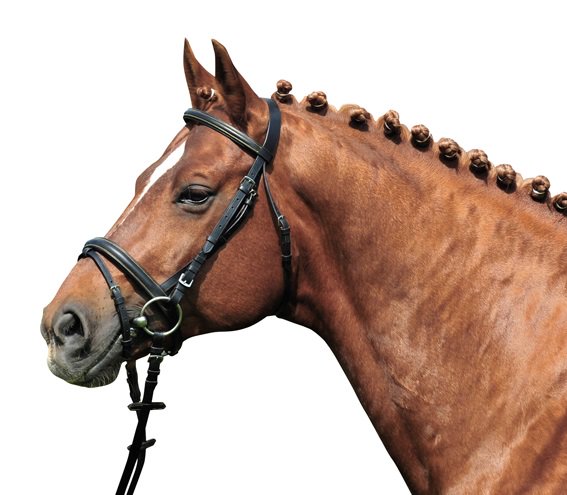 乗馬用品の専門店が教える馬具のお手入れ方法