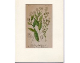 1800年代　木口木版によるアンティークのプリント  ＊Lepidium　Latifolium