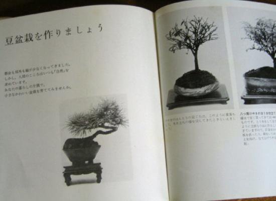 趣味の豆盆栽 絵本 児童書を中心とした古本 古書の通販サイト 宙 Sora Books ソラブックス