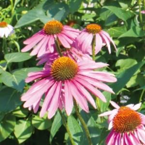 エキナシア/エキナセア 根 FFD エコパック＜180cp＞【ECLECTIC