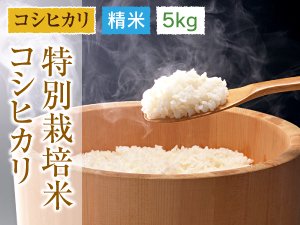 福井県あわら産 特別栽培米コシヒカリ 精米 5kg 通販 | あわら農楽