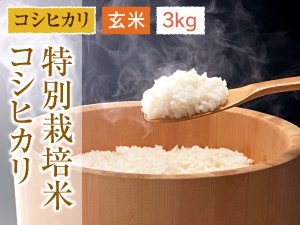 福井県あわら産 特別栽培米コシヒカリ 玄米 3kg 通販 | あわら農楽