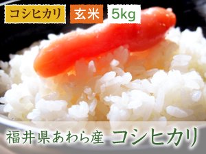 福井県あわら産 コシヒカリ 玄米 5kg