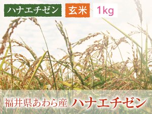 福井県産のお米 - 福井のおいしいお米 通販サイト あわら農楽ファーム ｜ コシヒカリ ｜ハナエチゼン