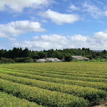 無肥料・無農薬の紅茶専用茶畑