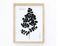 MICUSH | SOUTHERN MAIDENHAIR FERN ART PRINT | ȥץ/ݥ (30x40cm)ξʲ
