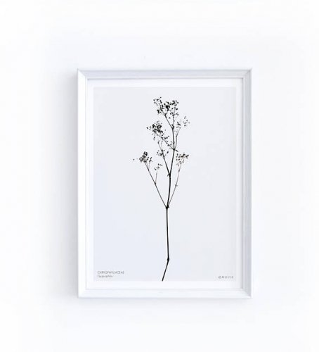 MICUSH | GYPSOPHILA ART PRINT | アートプリント/ポスター (30x40cm