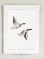 ڥͥݥ̵COLOR WATERCOLOR | Duck Art Print | A4 ȥץ/ݥξʲ