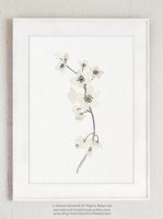 COLOR WATERCOLOR | Cherry Blossom Art Print | A3 ȥץ/ݥξʲ