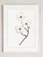 COLOR WATERCOLOR | Dogwood White Flower Art Print | A3 ȥץ/ݥξʲ