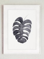 COLOR WATERCOLOR | Monstera Deliciosa Art Print #2 | A3 ȥץ/ݥξʲ