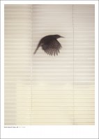DAN ISAAC WALLIN | FLY FREE | եȥե/ݥ (50x70cm)ξʲ