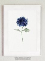 ڥͥݥ̵COLOR WATERCOLOR | Hydrangea Flowers Art Print #2 | A4 ȥץ/ݥξʲ