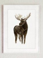 COLOR WATERCOLOR | Elk Art Print | A3 ȥץ/ݥξʲ