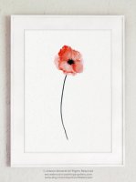 COLOR WATERCOLOR | Red Poppy Flower Art #2 | A3 ȥץ/ݥξʲ