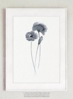 COLOR WATERCOLOR | Grey Poppy Flower Art #1 | A3 ȥץ/ݥξʲ