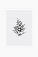 MICUSH | BLACK AND WHITE FERN ART PRINT | ȥץ/ݥ (30x40cm)ξʲ