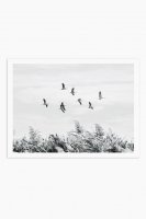 MICUSH | FLYING BIRDS PHOTOGRAPHY PRINT | ȥץ/ݥ (30x40cm)ξʲ