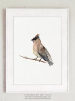 ڥͥݥ̵COLOR WATERCOLOR | Cedar Waxwing Mixed Colors Bird | A4 ȥץ/ݥξʲ