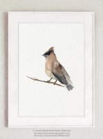 COLOR WATERCOLOR | Cedar Waxwing Mixed Colors Bird | A3 ȥץ/ݥξʲ