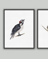 ڥͥݥ̵COLOR WATERCOLOR | Woodpecker Art Print | A4 ȥץ/ݥ̲ ץ  Ļۤξʲ