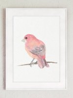 ڥͥݥ̵COLOR WATERCOLOR | Purple Finch North American Bird #2 | A4 ȥץ/ݥ̲ ץ  Ļۤξʲ